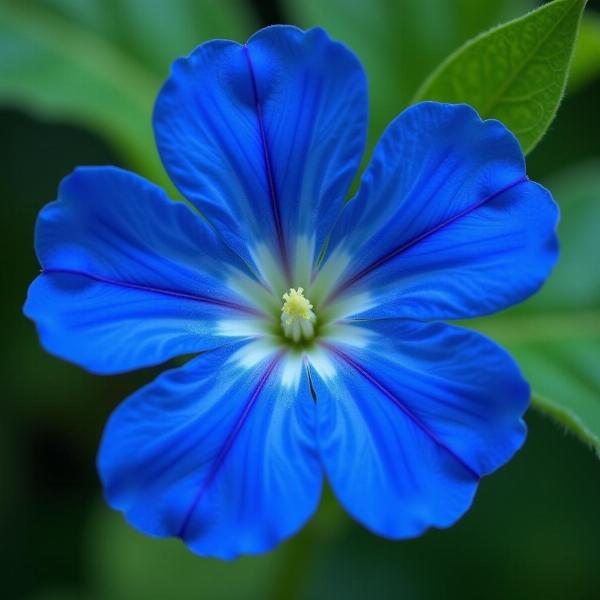 Close-up view of an Aprajita flower