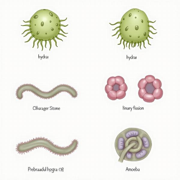 Asexual Reproduction in Animals