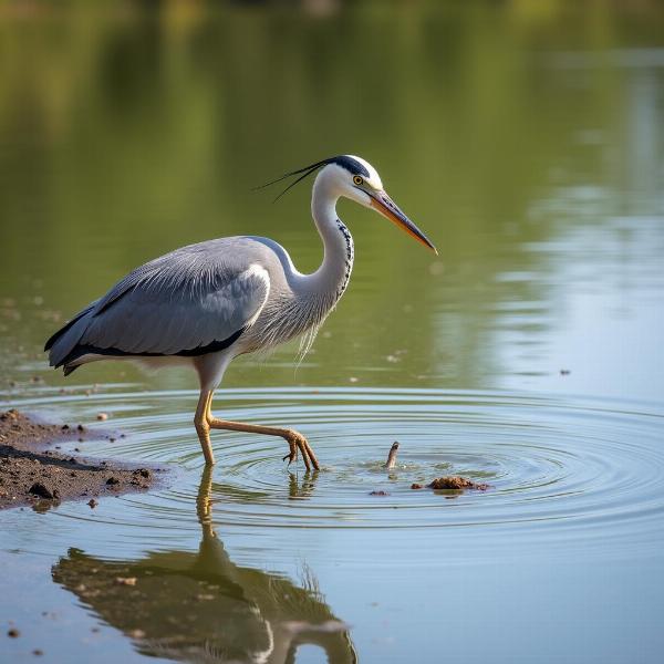 Heron bird standing in water