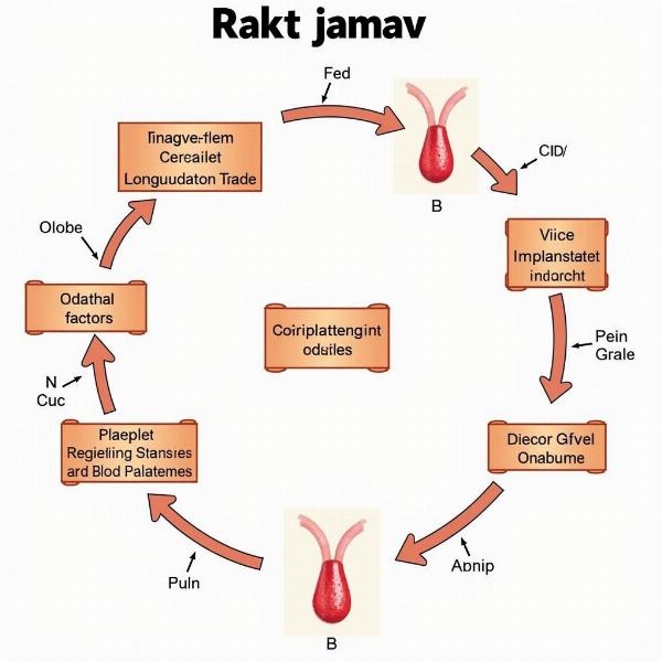 Blood Coagulation Process