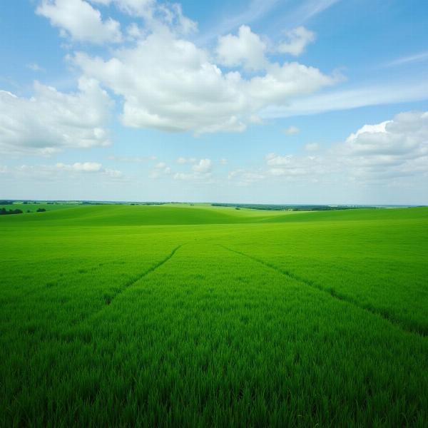 Vast Field of Grass