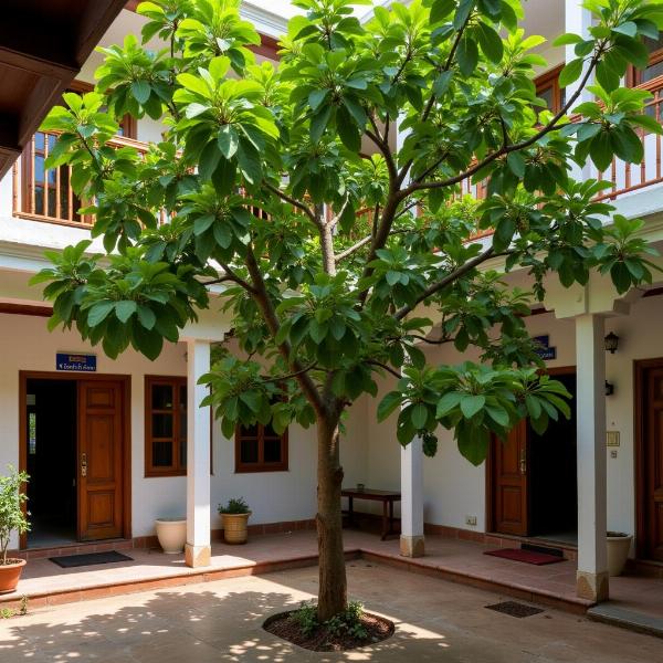 Guava tree in Indian home