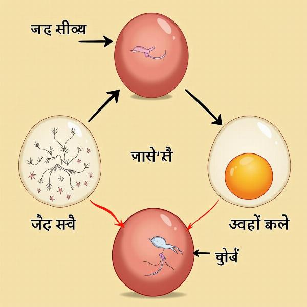 Hindi Meaning of Fertilization Process