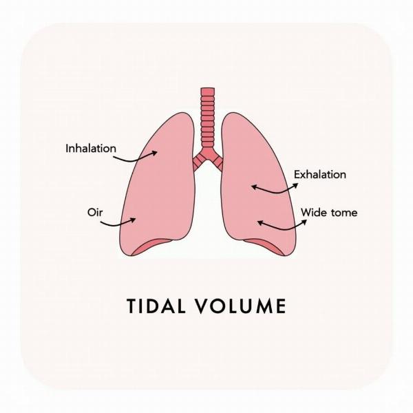 Diagram of Tidal Volume