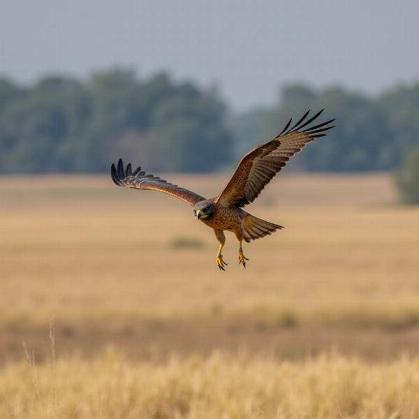 Bird hovering over prey