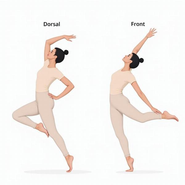 Yoga Pose Demonstrating Dorsal and Ventral Sides