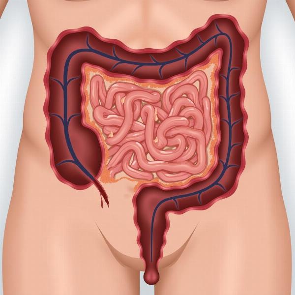 Appendix and Cecum Relationship