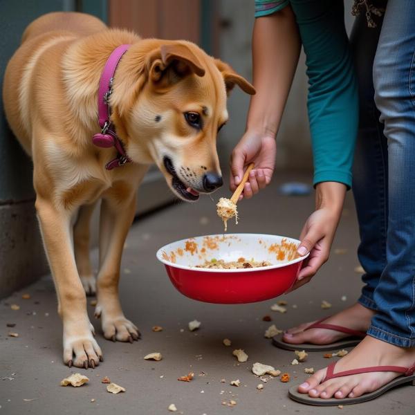 Feeding Street Dogs in India