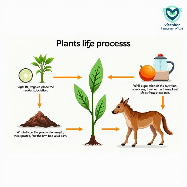 Life Processes in Plants and Animals