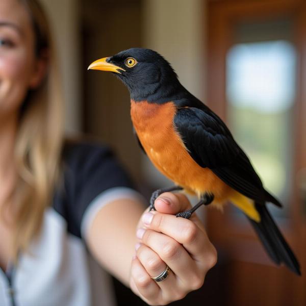 Mynah Bird as a Pet in India