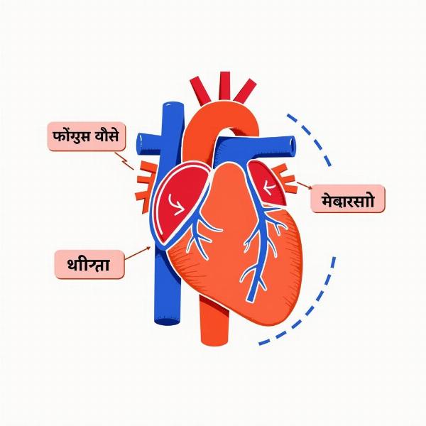 Heart Pumping Blood in Hindi