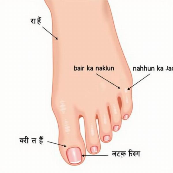 Toenail Anatomy in Hindi