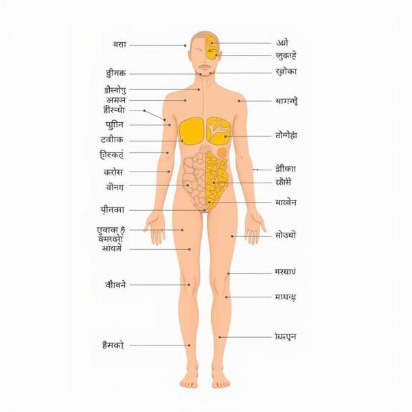 Diagram of Human Body Parts with Hindi Labels