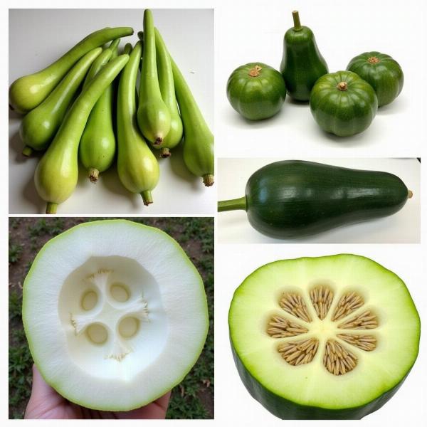 Different Types of Bottle Gourd