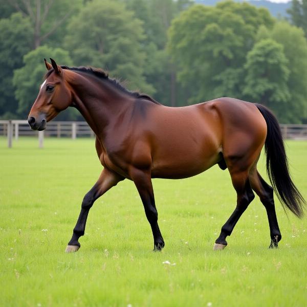 A horse ambling in a field