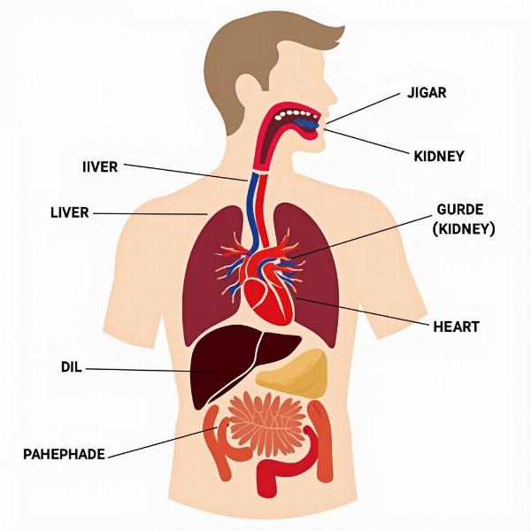 Internal Organs Body Parts in English and Hindi