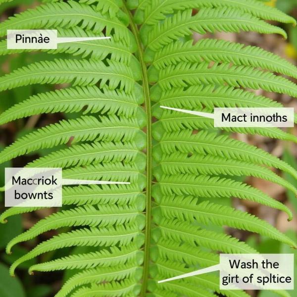 Fern Leaf Structure