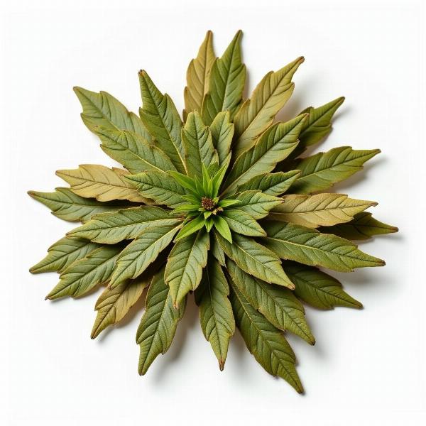 Indian Bay Leaf (Tejpatta)