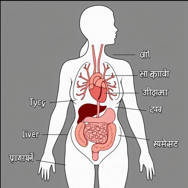 Female Internal Organs in Hindi