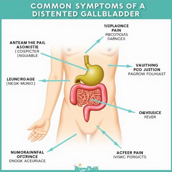 Symptoms of Gallbladder Distension