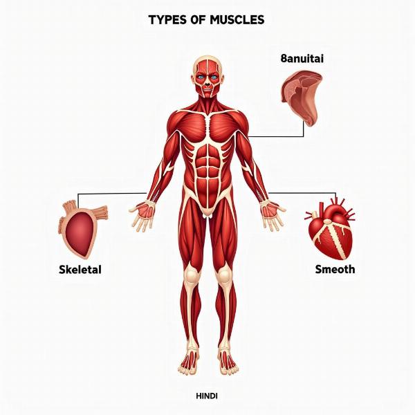 Hindi Meaning of Muscles - Types of Muscles