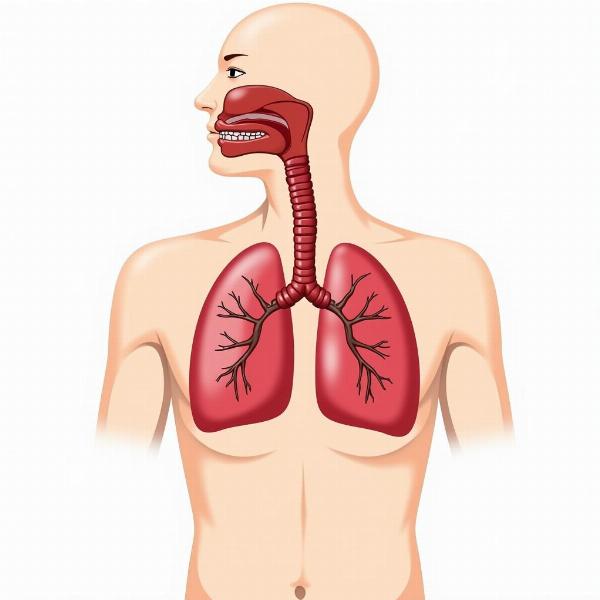 Human Respiratory System