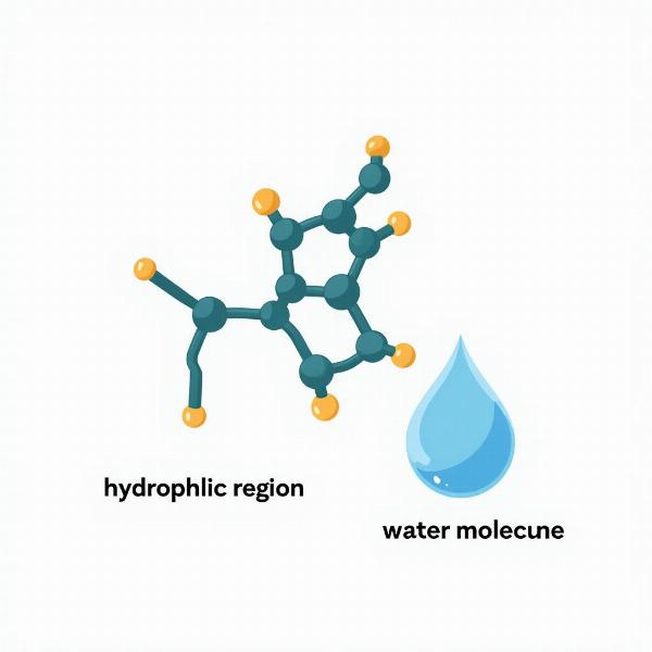 The hydrophilic nature of a protein contributes to its functionality in a biological system.